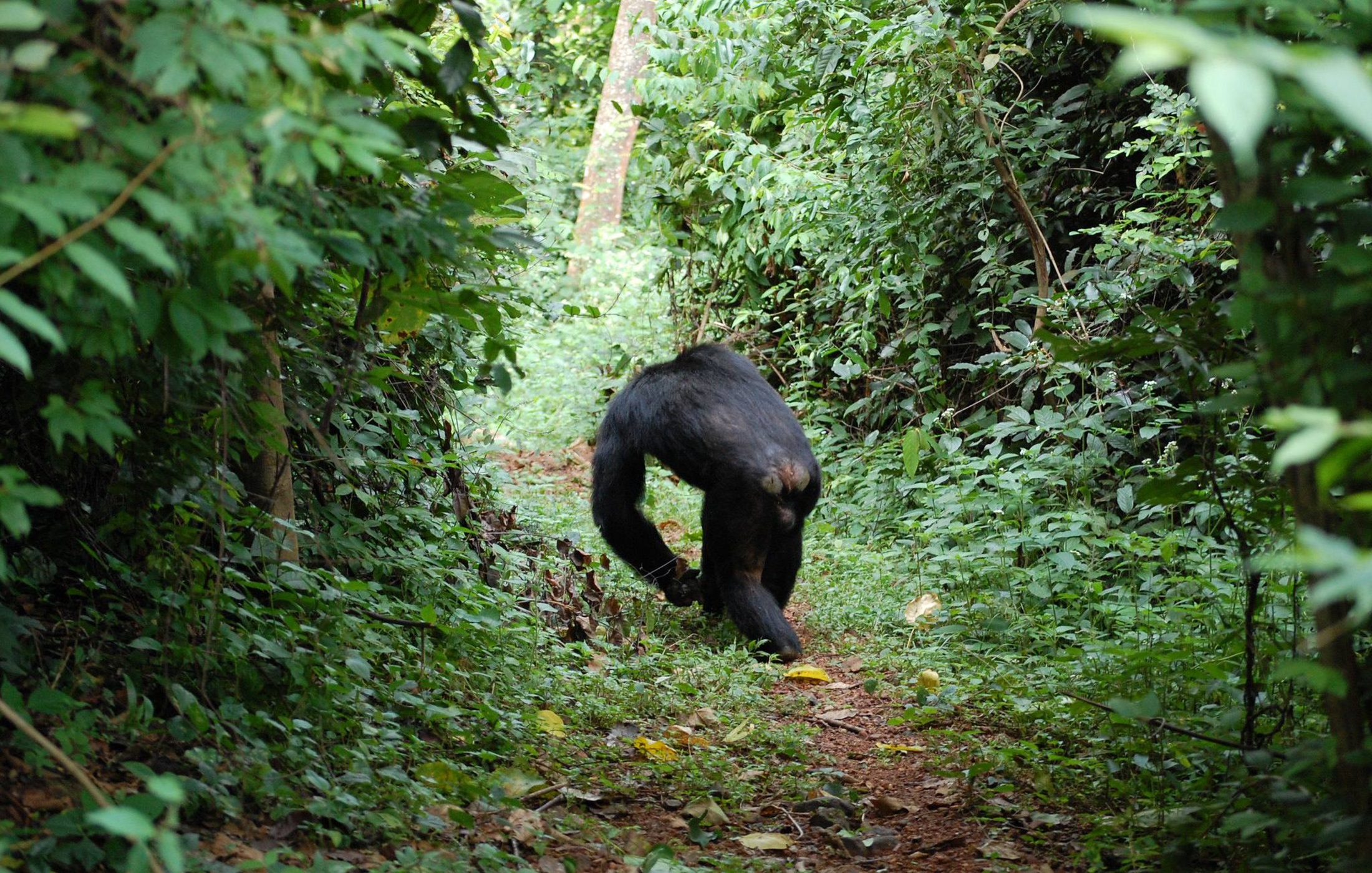 Gombe Stream National Park