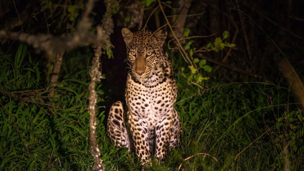 Night game drives