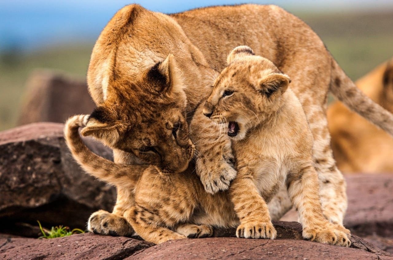 Whispers of the Wild: A Journey Through Tanzania’s Soul.