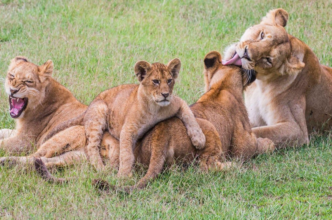 7 Days Tanzania Bush & Beach Escape
