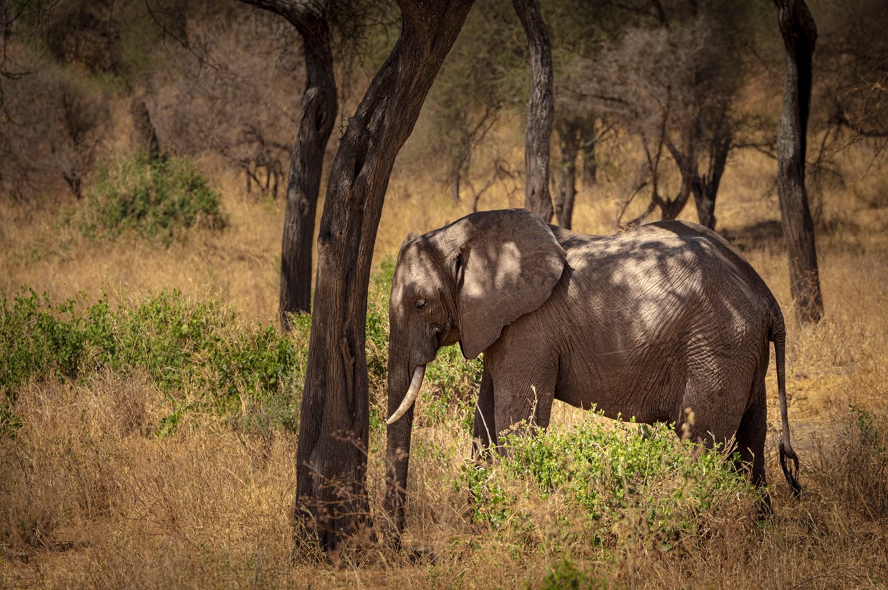 8 Days Discover Tanzania: Serengeti to Zanzibar